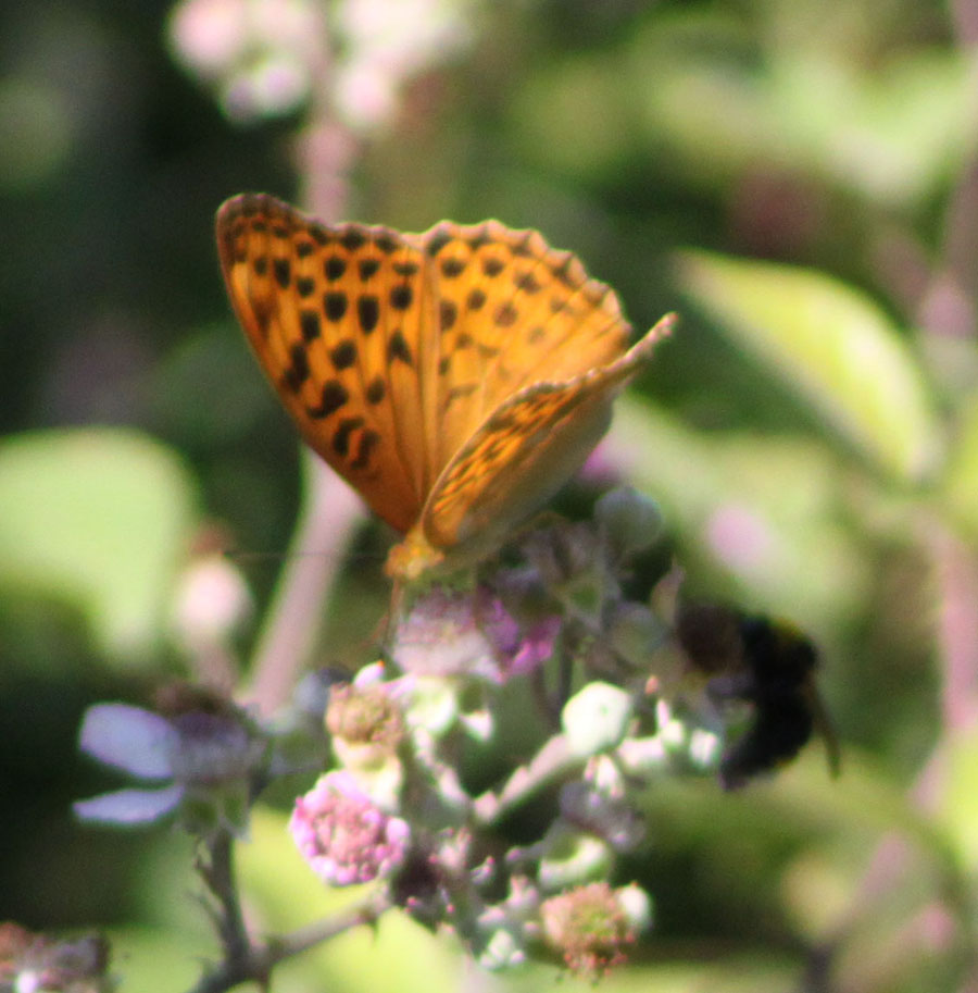 Argynnis paphia ?